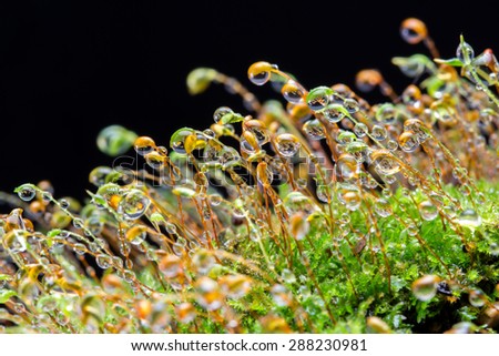 Lush, green moss with green and red seed or flower spikes coming out of it reaching upwards and covered in water droplets. With a black background.