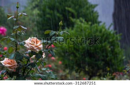 Rain in the rose garden
