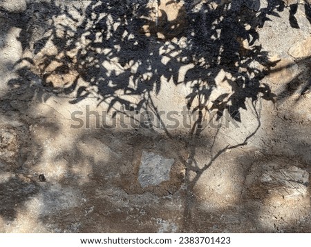 Similar – Image, Stock Photo shadow plays Leaf leaves