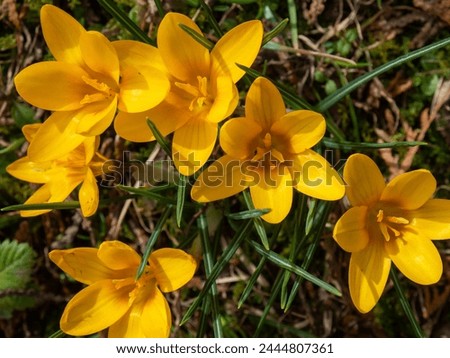 Similar – Image, Stock Photo Flowery Crocus flowers