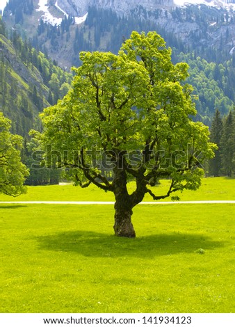 single big old maple tree at spring