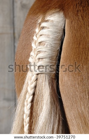 a braid at a horse tail