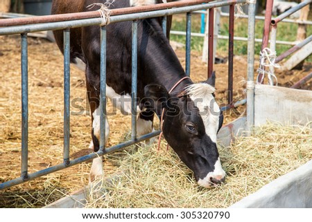 cow eating grass and hay