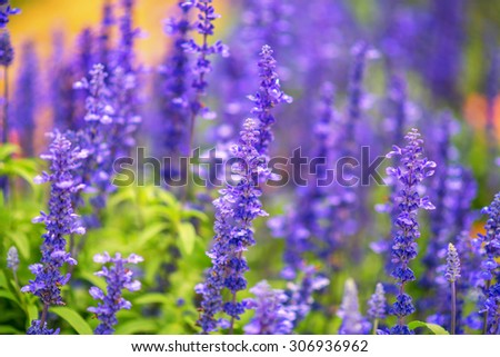 beautiful blue flower with greean and blue blur background , focus on front flower
