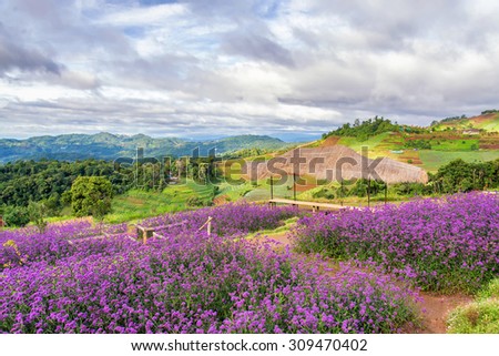 landscapes of purple verbena flower in mon jam , famous beautiful mountain in Chiangmai