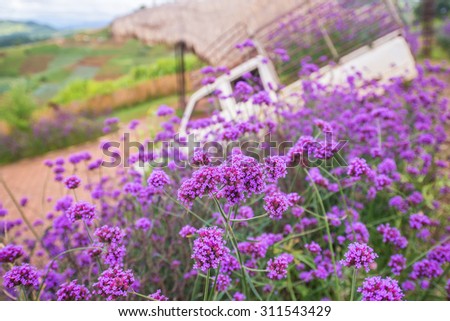close up landscapes of purple verbena flower in mon jam , famous beautiful mountain in Chiangmai