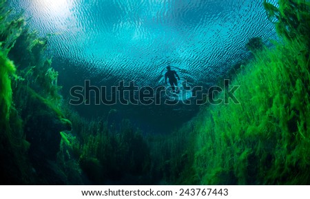Freediver swimming in freshwater ponds at Piccaninnie ponds conservation park, South Australia