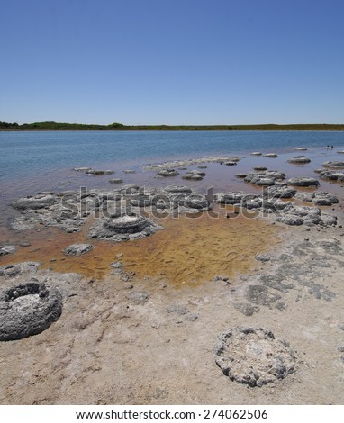 Stromatolites at Lake Thetis, Western Australia. Oldest living organisms on Earth