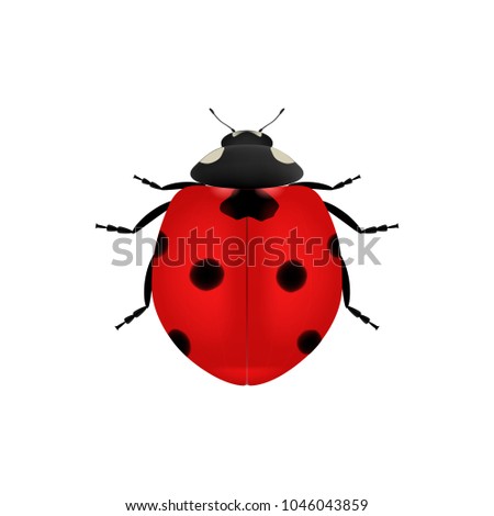 Realistic ladybug isolated on white background. Embellished hyperrealism. Top view. Fully editable. VECTOR EPS10.