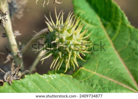 Similar – Image, Stock Photo castor oil plant Garden