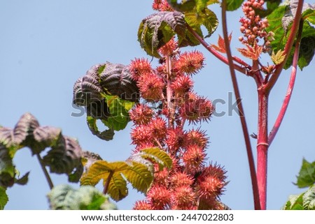 Similar – Image, Stock Photo castor oil plant Garden