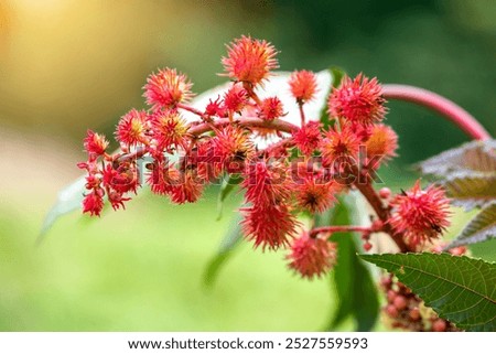 Similar – Image, Stock Photo castor oil plant Garden