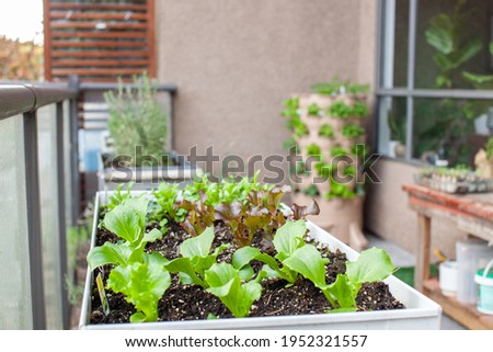 An apartment patio garden, with small lettuces in a planter and a tower garden with a compost column down the middle. Urban gardening in small places.
