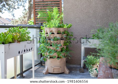 A tall vertical garden sits on an apartment balcony (patio) with fresh salad greens, herbs and vegetables. Ideal small space and urban gardening solution