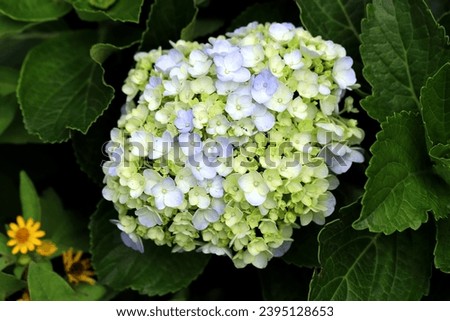 Similar – Image, Stock Photo Green Hydrangea Flowers in the Garden