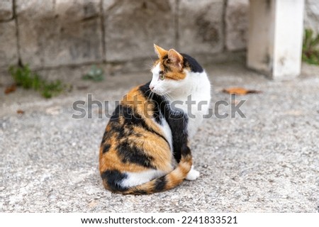 Similar – Foto Bild Niedliches 3-farbiges Kätzchen, calico