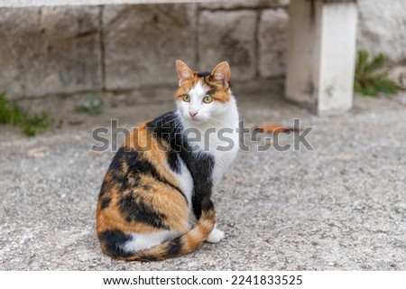 Foto Bild Niedliches 3-farbiges Kätzchen, calico