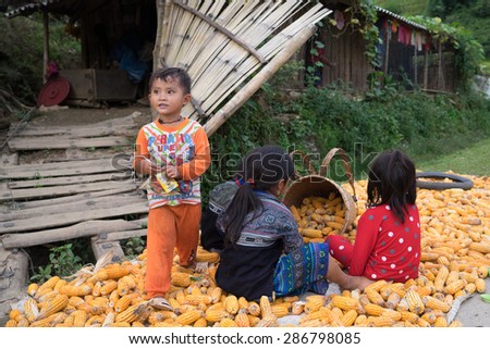 Mu Cang Cai , Vietnam -  10 Sep 2014 :  Hill tribe children help their parents collect the corns in front of their house.