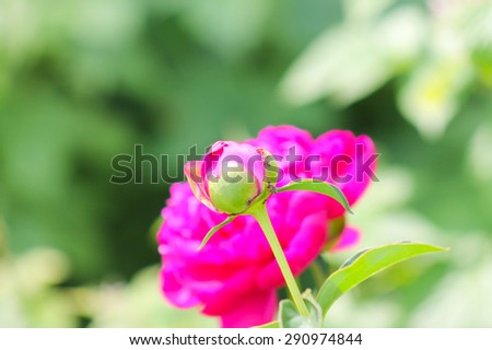 dark pink peony flower opening its petals in the sunlight. pink peony flower.