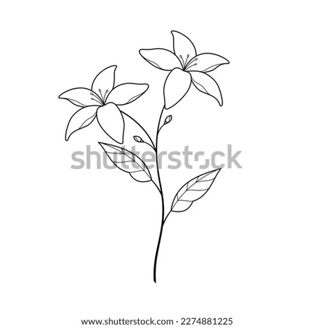 jasmine flower vector illustration. jasmine line art
