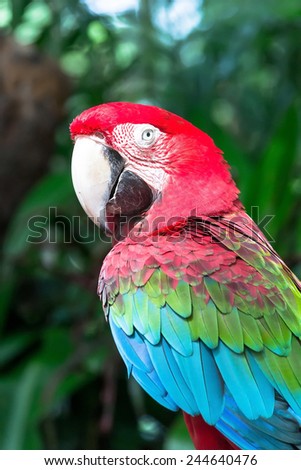 Beautiful colorful Macaw parrot on a sunny morning