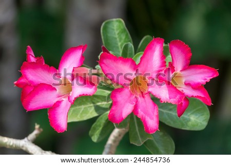 Desert Rose Flower, Plants with beautiful colorful flowers.