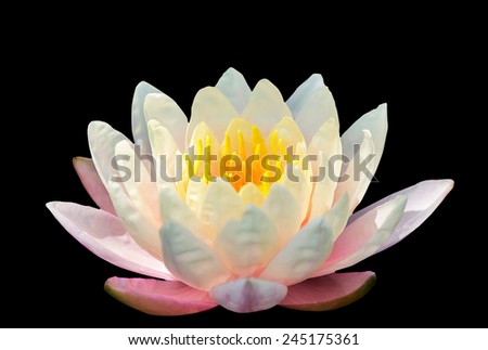 Colorful lotus in the swamp, On a black background