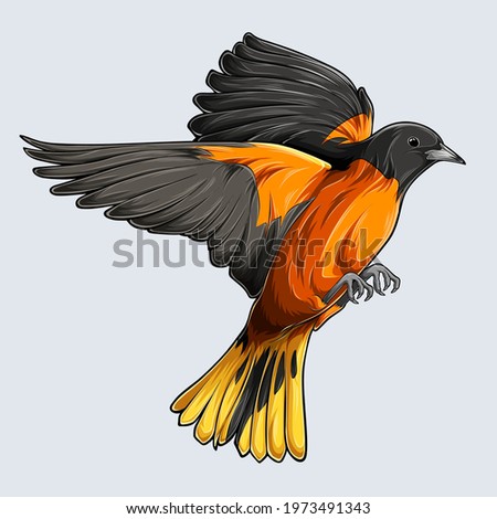 Beautiful Golden Baltimore oriole Bird Flying hand drawn oriole isolated on white background