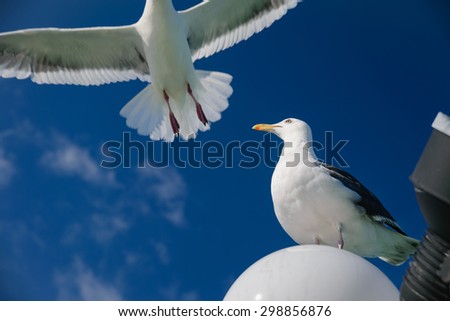 A Seagull is looking above for the flying gull, freedom concept