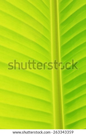 vertical background and texture of vertical banana leaf and stem from banana tree inside the park