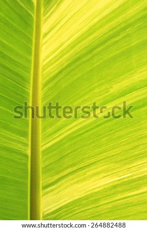 vertical background and texture of vertical banana leaf and stem from banana tree inside the park
