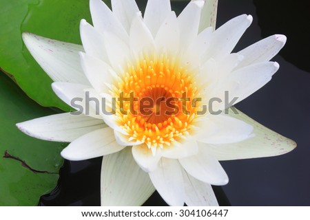 closeup yellow water lily pollen in white water lily