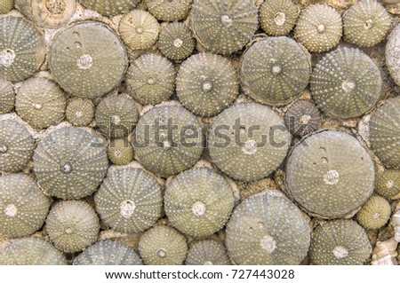 Similar – Image, Stock Photo Beach_Snailhouses_Eurchins