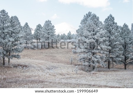 White snowy pine trees road under the Colorado winter