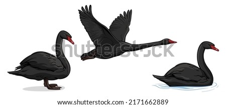 Vector set of black swans. Three swans isolated on white background.