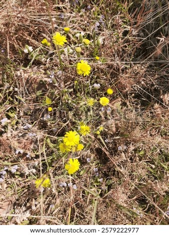 Similar – Image, Stock Photo Some bright daisies flowers keep distance from each other on a grey, ancient stone wall covered with moss in front of a pool with blue-green shimmering water