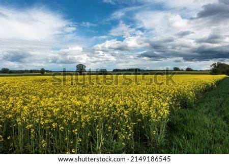 Canola field in rural Bavaria, Erding, Bavaria, Germany. Stock fotó © 