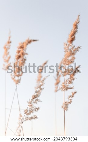 Similar – Image, Stock Photo Straw, golden against blue background