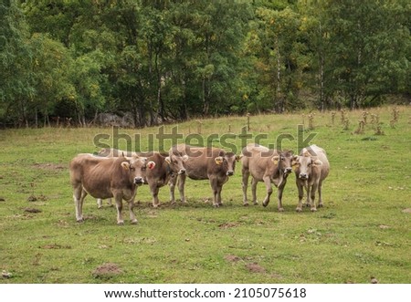 Similar – Image, Stock Photo Pyrenean cow looking at the camera