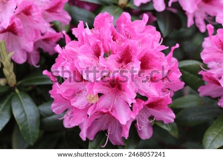 Similar – Image, Stock Photo Pink rhododendron flower heads on stem with green leaves on a bush. Floral close up, macro photo.