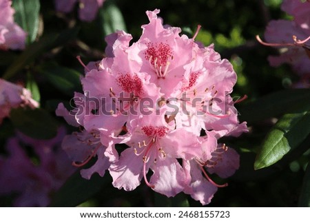 Similar – Image, Stock Photo Pink rhododendron flower heads on stem with green leaves on a bush. Floral close up, macro photo.