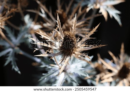 Similar – Image, Stock Photo dried up brown inflorescences with glittering snow hood and closed snow cover in the background