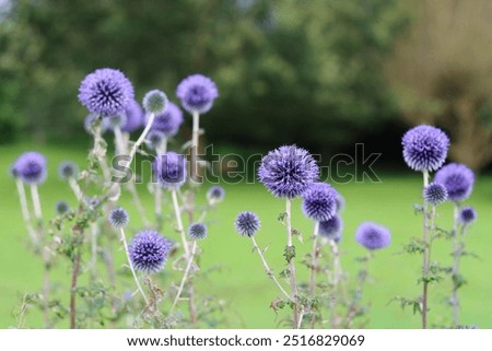 Similar – Image, Stock Photo blue globe thistle, a real bee magnet