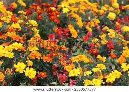 Similar – Image, Stock Photo Many colourful marigold blossoms in the garden