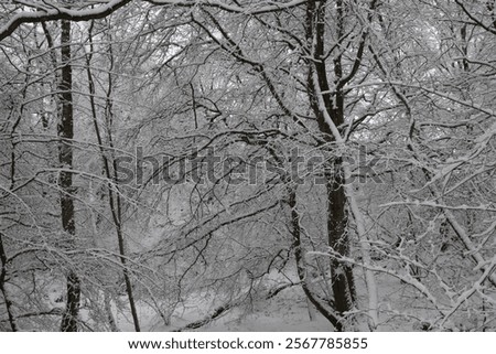 Similar – Foto Bild tief verschneiter lettischer Wald und Husky-Hund