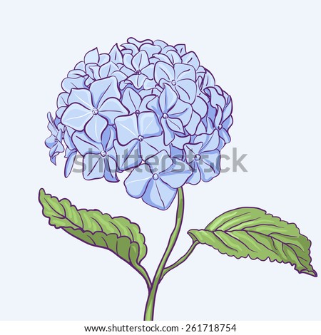 Beautiful blue hydrangea flowers. Decorative floral illustration