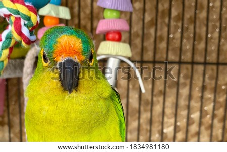 Front Peached Parakeet Looking Straight in the Camera. Imagine de stoc © 