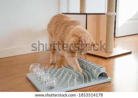 Close up on a adorable cat trying to catch a crunch. Funny kitty playing with crunchy. Cat with a challenging toys for feline. Stimulating treats games for kitten. Cats while playing with dry food. 