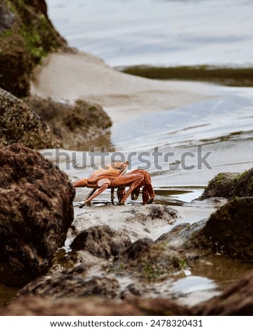 Similar – Image, Stock Photo wet sandy shore on sunny day in beach