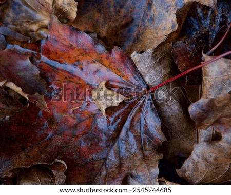 Similar – Image, Stock Photo Wet maple leaves in black and white